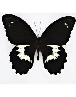 Papilio Gambrisius Colossus in luxe 3D lijst 22 x 22cm