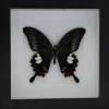 Papilio Helenus in luxe 3D lijst 17 x 17cm
