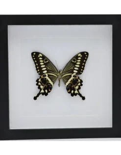 Papilio Lormieri in luxe 3D lijst 22 x 22cm