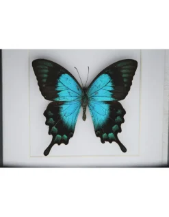Papilio Lorquinianus in luxe 3D lijst 17 x 17cm
