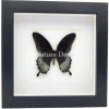 Papilio Lowi in luxe 3D lijst 17 x 17 cm