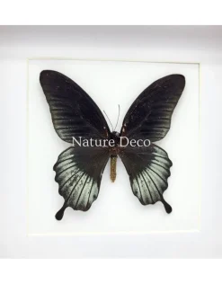 Papilio Lowi in luxe 3D lijst 17 x 17 cm