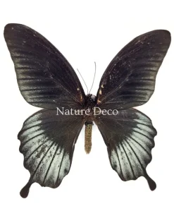 Papilio Lowi in luxe 3D lijst 17 x 17 cm