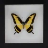 Papilio Lycophron in luxe 3D lijst