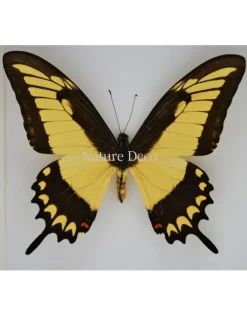Papilio Lycophron in luxe 3D lijst