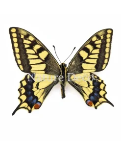 Papilio Machaon (Koninginnenpage) in luxe 3D lijst 17 x 17 cm