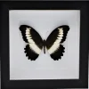 Papilio Mechowianus in luxe 3D lijst 17 x 17cm