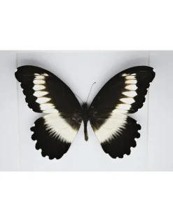 Papilio Mechowianus in luxe 3D lijst 17 x 17cm