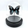 Papilio Oribazus in LED stolp 12 x 13,5 cm