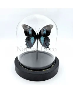 Papilio Oribazus in LED stolp 12 x 13,5 cm