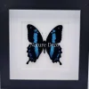Papilio Oribazus in luxe 3D lijst 17 x 17cm