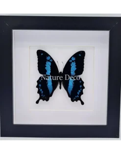 Papilio Oribazus in luxe 3D lijst 17 x 17cm
