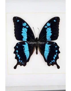 Papilio Oribazus in luxe 3D lijst 17 x 17cm