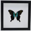 Papilio Peranthus Adamantius in luxe 3D lijst 22 x 22cm