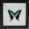 Papilio Phorcas in luxe 3D lijst 17 x 17cm