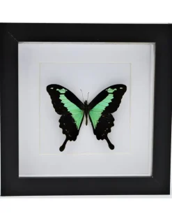 Papilio Phorcas in luxe 3D lijst 17 x 17cm