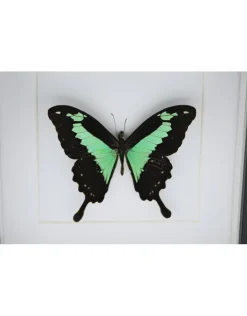 Papilio Phorcas in luxe 3D lijst 17 x 17cm