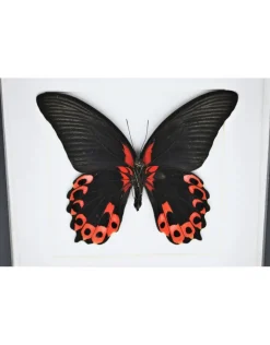 Papilio Rumanzovia in luxe 3D lijst 17 x 17cm