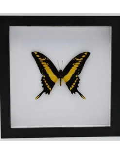 Papilio Thoas in luxe 3D lijst 22 x 22cm