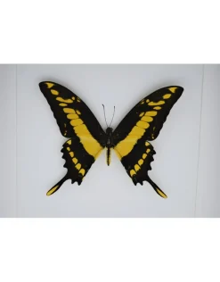 Papilio Thoas in luxe 3D lijst 22 x 22cm