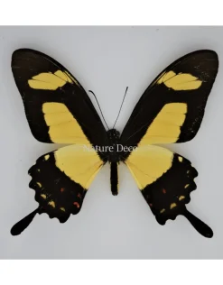 Papilio Torquatus in luxe 3D lijst 17 x 17cm