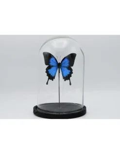 Papilio Ulysess in led stolp 24,5 x 17cm