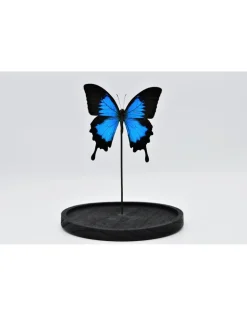 Papilio Ulysess in led stolp 24,5 x 17cm