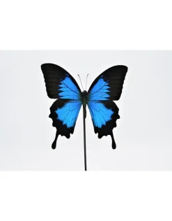 Papilio Ulysess in led stolp 24,5 x 17cm