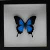 Papilio Ulysess in luxe 3D lijst 22 x 22cm