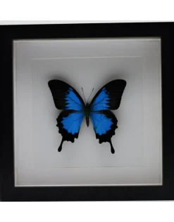 Papilio Ulysess in luxe 3D lijst 22 x 22cm
