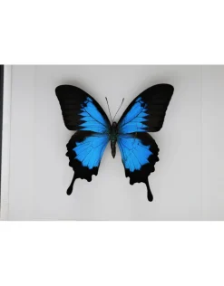 Papilio Ulysess in luxe 3D lijst 22 x 22cm