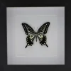 Papilio Xuthus in luxe 3D lijst 17 x 17cm