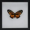 Papilio Zagreus in luxe 3D lijst 22 x 22cm