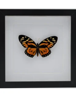 Papilio Zagreus in luxe 3D lijst 22 x 22cm