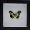 Parantica Aspasia in luxe 3D lijst 17 x 17cm
