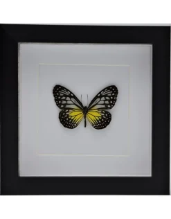 Parantica Aspasia in luxe 3D lijst 17 x 17cm