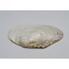 Parelmoer schelp