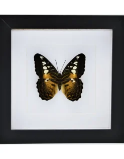Parthenos Sylvia in luxe 3D lijst 17 x 17cm