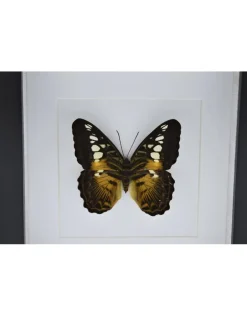 Parthenos Sylvia in luxe 3D lijst 17 x 17cm