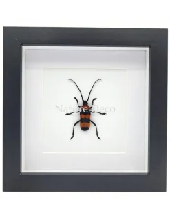 Paveia Superba in luxe 3D lijst 17 x 17 cm