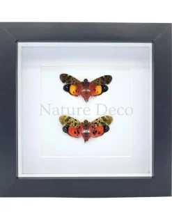 Penthicodes duo in luxe 3D lijst 17 x 17 cm