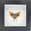 Penthicodes Farinosa Borneo (lantaarnvlieg) in luxe 3D lijst 12 x 12 cm