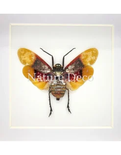 Penthicodes Farinosa Borneo (lantaarnvlieg) in luxe 3D lijst 12 x 12 cm
