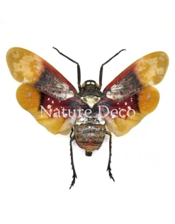 Penthicodes Farinosa Borneo (lantaarnvlieg) in luxe 3D lijst 12 x 12 cm