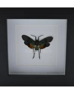 Penthicodes farinosa peleng in luxe 3D lijst