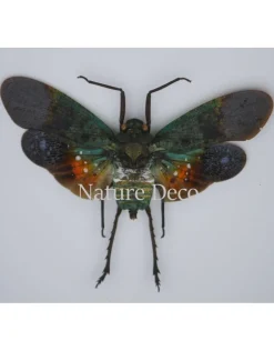 Penthicodes farinosa peleng in luxe 3D lijst