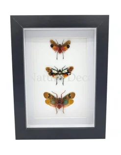 Penthicodes trio (lantaarnvlieg) in luxe 3D lijst 20,3 x 15,3 cm