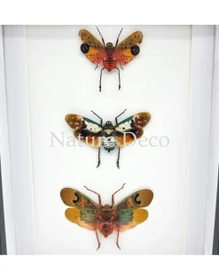 Penthicodes trio (lantaarnvlieg) in luxe 3D lijst 20,3 x 15,3 cm