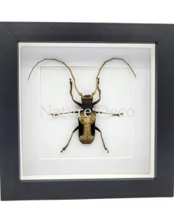 Petrognatha Gigas (Reuze Afrikaanse boktor) in luxe 3D lijst 17 x 17 cm
