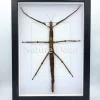 Pharnacia Sumatrana (wandelende tak) in luxe 3D lijst 32 x 23,5 cm